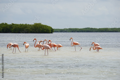 Wild flamingoes in Mexico