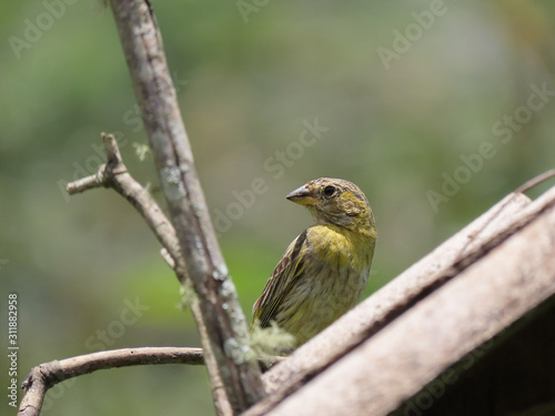 Canary bird. Bird of yellow color. Highlight for the bird