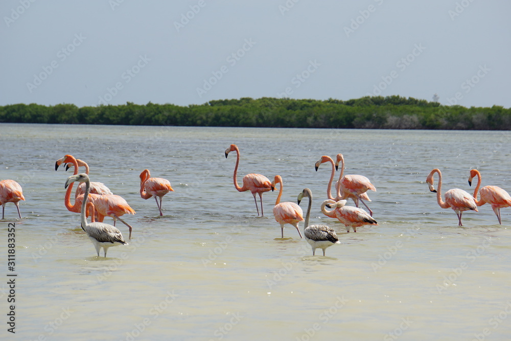 Fototapeta premium Wild flamingoes in Mexico