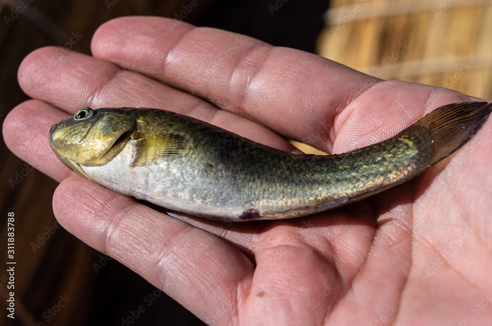Little fish from Lake Titicaca in Peru
