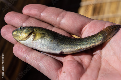 Fototapeta Naklejka Na Ścianę i Meble -  Little fish from Lake Titicaca in Peru