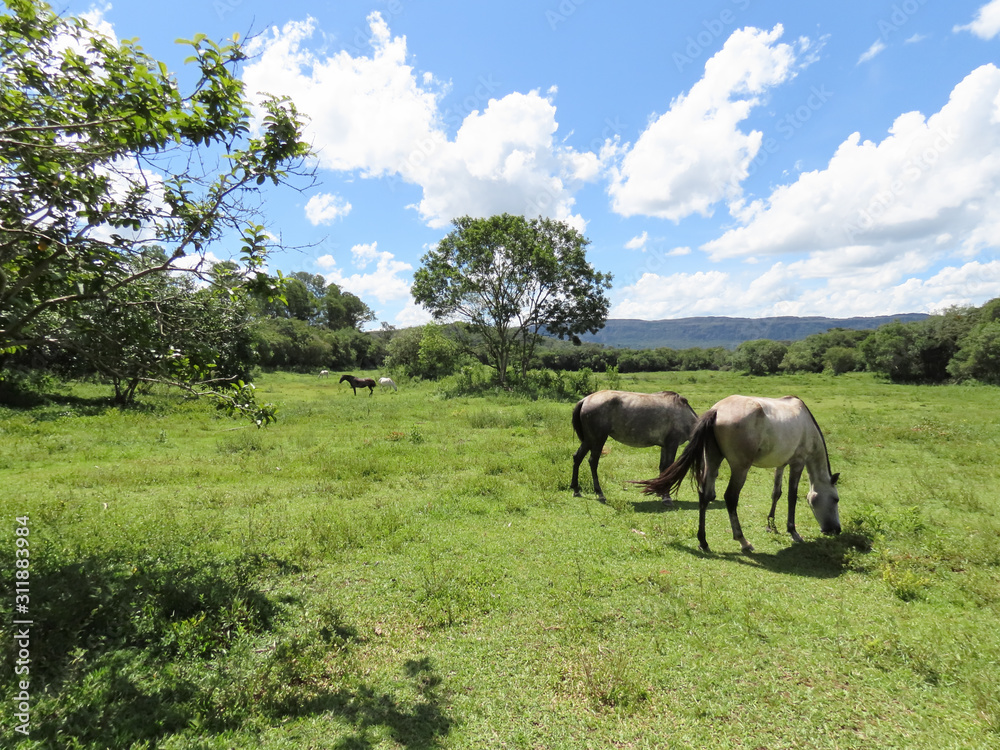 Horses in day with sun. Horses grazing