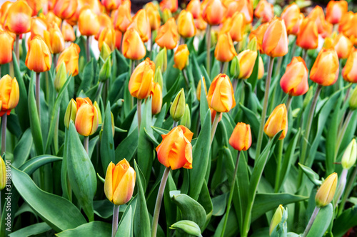 Orange tulips field, selected focus