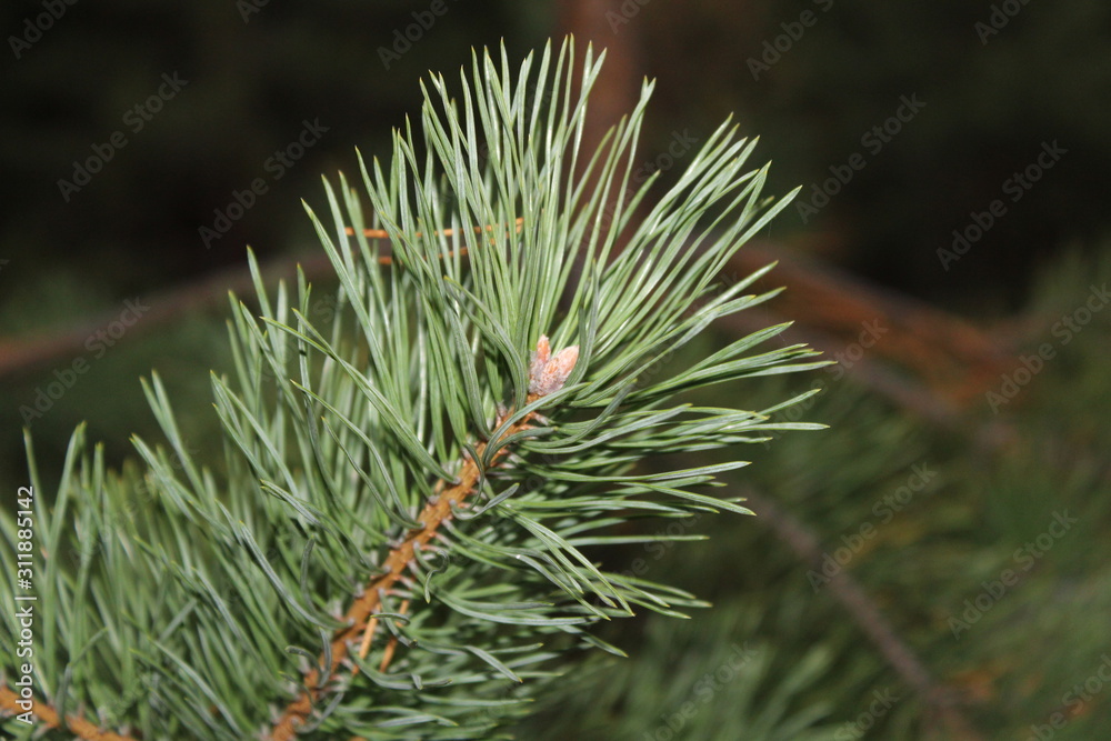 pine needle pine needle