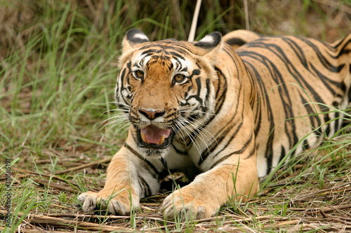 Female Tiger, Panthera tigris, Kanha National Park, Madhya Pradesh, India