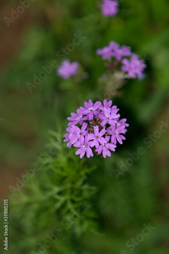 Species of Pimpimela  garden flower  India.