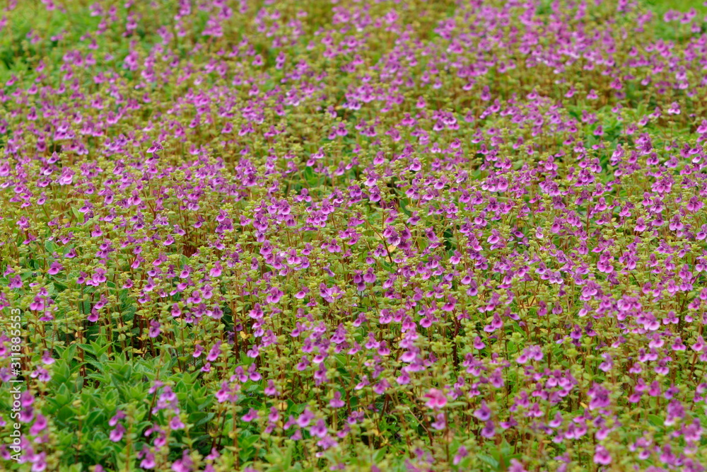 Impatiens balsamina - wild flowers during monsoon only. Western Ghats, India Impatiens balsamina - wild flowers during monsoon only. Western Ghats, India