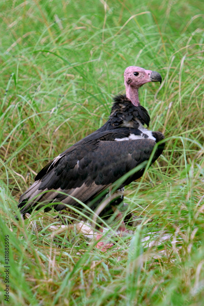 Read headed Volture�Sarcogyps calvus. Very rarely found. This is an endangoured bird. Read headed Volture�Sarcogyps calvus. Very rarely found. This is an endangoured bird.