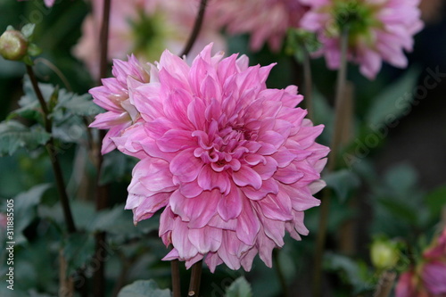 Dahlia Flower