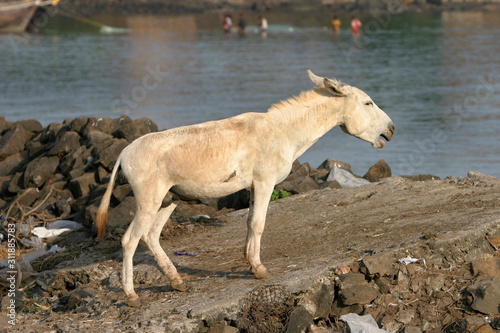 Donkey barking near the Lake