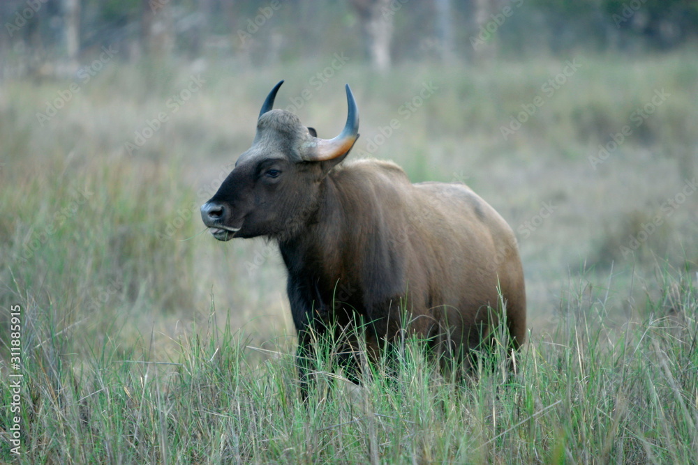 Female gaur, Bos gaurus, Kanha National Park, Madhya Pradesh, India 