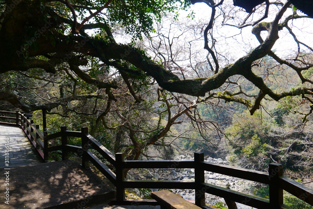 Wooden walkway in garden at cheonjeyeon falls , jeju island, South Korea, Asia
