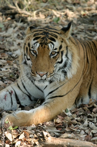 Male tiger  Panthera tigeris  Kanha National Park  Madhya Pradesh  India 