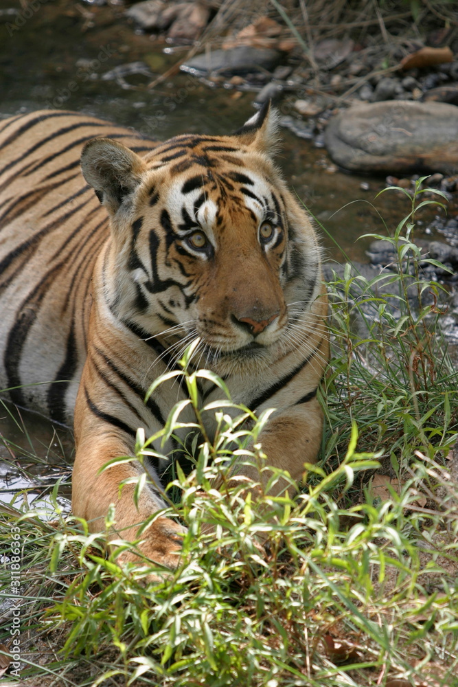 Fototapeta premium Samiec tygrysa, Panthera tigris, Park Narodowy Kanha, Madhya Pradesh, Indie