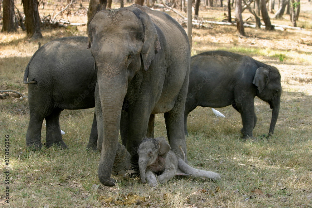 Fototapeta premium Indian elephant, Elephas maximus, with just born calf, Kanha National Park, Madhya Pradesh, India