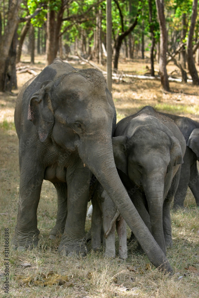 Fototapeta premium Indian elephant, Elephas maximus, with just born calf, Kanha National Park, Madhya Pradesh, India
