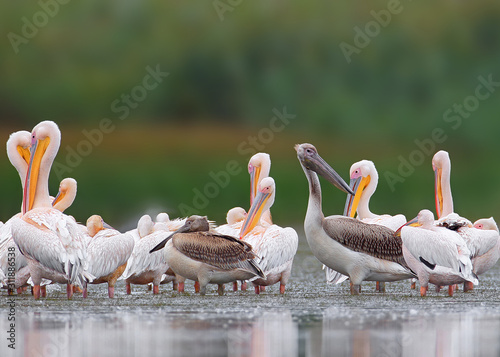 Big flock of white pelicans from Danube delta. One young bird is black. © VOLODYMYR KUCHERENKO