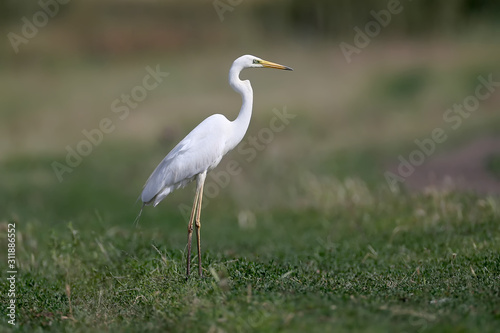 Canvas-taulu The eastern great egret (Ardea alba modesta).