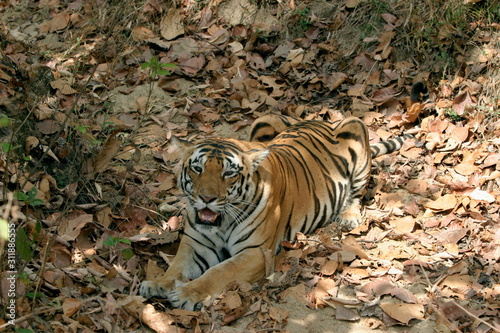 Female tiger  Panthera tigris  Kanha National Park  Madhya Pradesh  India 