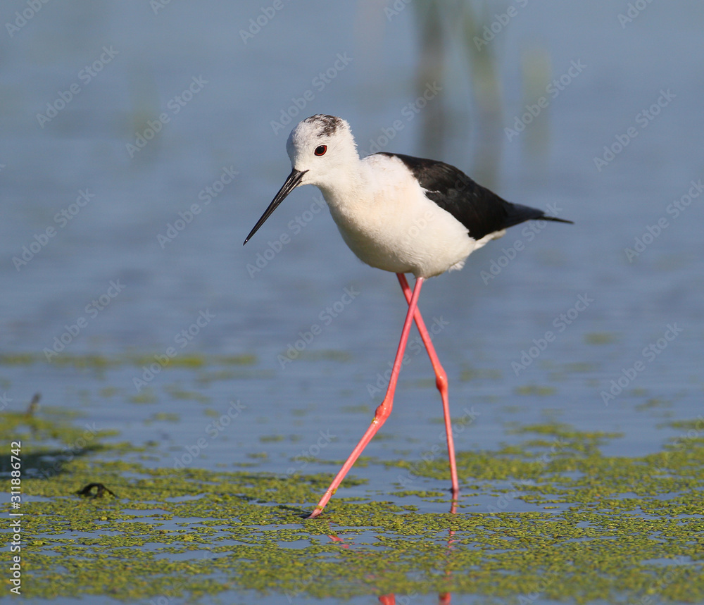 Obraz premium Close up portrait of black winged stilt wit red legs.