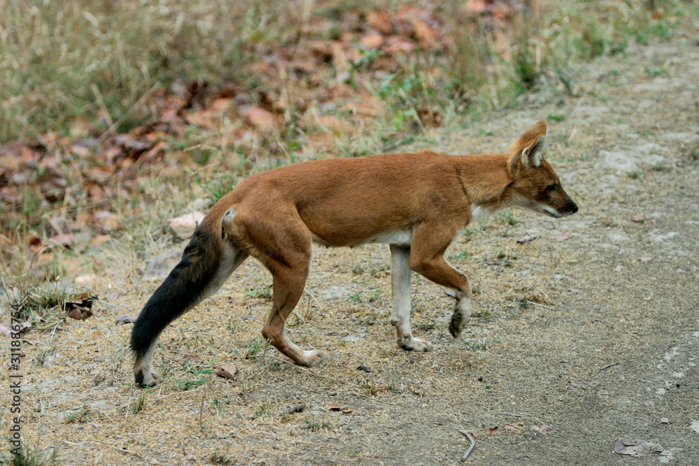 Indian wild dog or Dhol, Cuon alpinus, Kanha National Park, Madhya Pradesh, India Indian wild dog or Dhol, Cuon alpinus, Kanha National Park, Madhya Pradesh, India