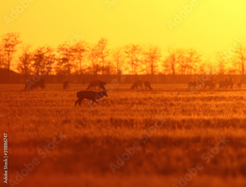 Herd of European deer in red evening backlight