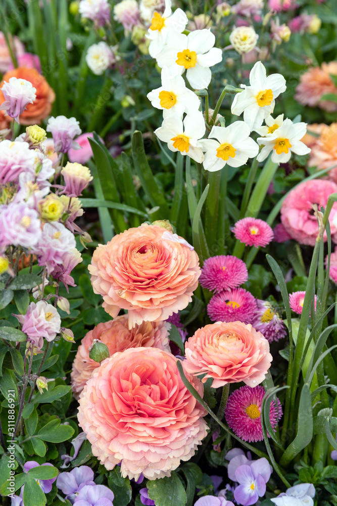 Beautiful spring flowerbed with ranunculus, pansies and narcissus