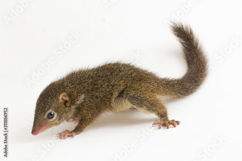 Horsfield's treeshrew (Tupaia javanica), also called Javan treeshrew, is a treeshrew species within the Tupaiidae. isolated on white background photo