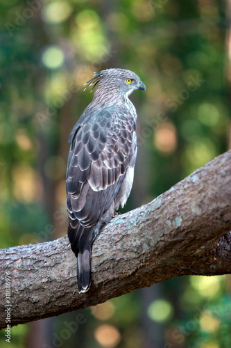 Wallpaper Mural Changeable Hawk Eagle (Spizaetus cirrhatus), Kanha Madhya Pradesh, India Torontodigital.ca
