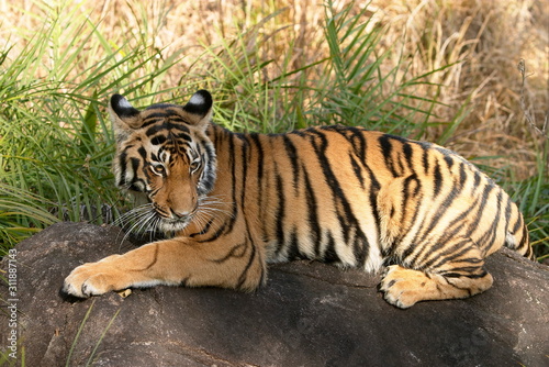 Tiger Cub  Panthera Tigris  Kanha National park  Madhya Pradesh  India. 