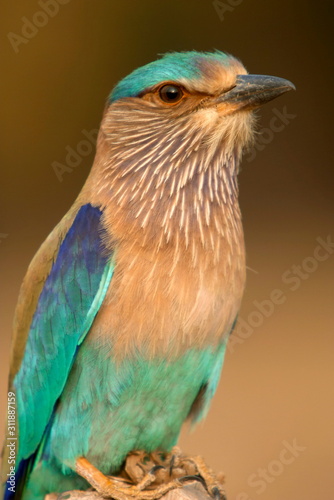 Indian Roller, Blue Jay, Coracias benghalensis, Kanha National park, Madhya Pradesh, India.  © RealityImages