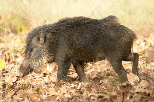 Wild Boar, Sus crofa, Bandhavgarh National park, Madhya Pradesh, India.