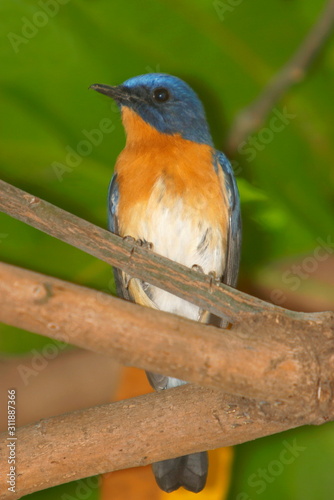 Tickel's Blue Flycatcher, Cyornis tickelliae. Bandhavgarh National park, Madhya Pradesh, India.