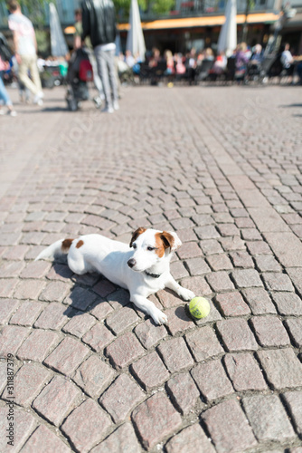 ein Hund liegt in einer Fußgängerzone vor seinem Spielzeug