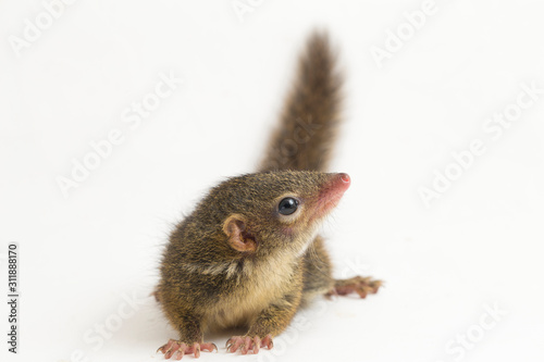 Horsfield's treeshrew (Tupaia javanica), also called Javan treeshrew, is a treeshrew species within the Tupaiidae. isolated on white background photo