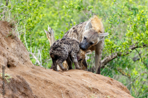 Hyena mother and pups at Sunrise at the den in Sabi Sands Game Reserve in the Greater Kruger Region in South Africa