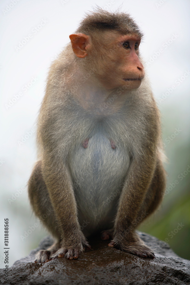 Bonet Maquac, Western Ghats, Maharastara, India
