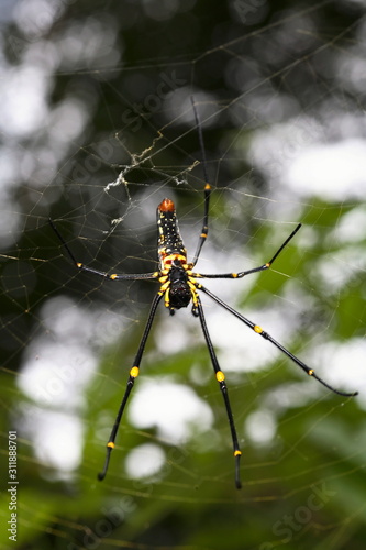 Female Giant Wood Spider, at Mudumalai, Tamilnadu, India