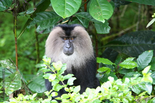 Lion Tailed Maquac, at Anamalai, Tamilnadu, India photo