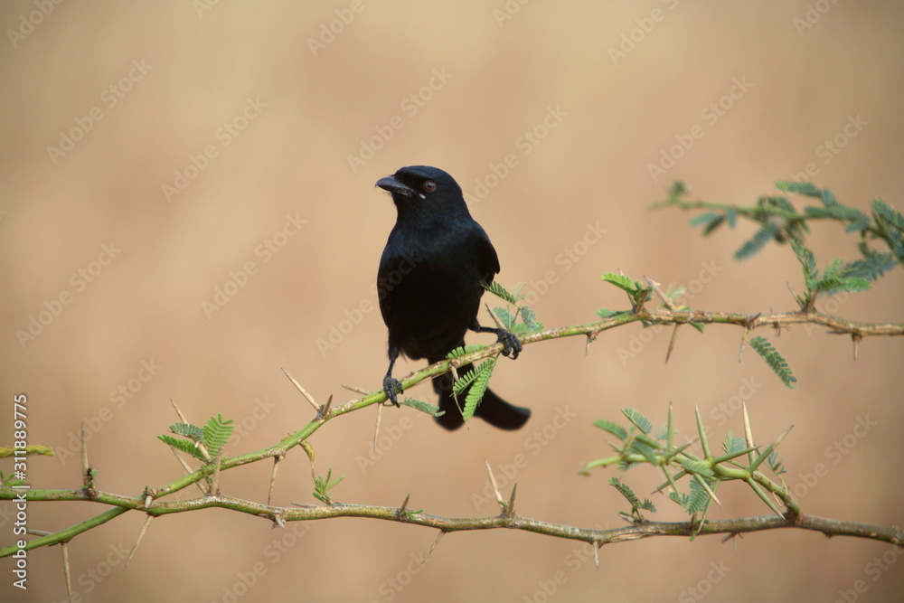 Black Drongo, Dicrurus macrocercus, at Kanha National Park, Madya Pradesh, India. Black Drongo, Dicrurus macrocercus, at Kanha National Park, Madya Pradesh, India.