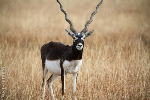 Photography A Male Black Buck, Antelope cervicapra at Velavadar sanctuary, Gujrat, India