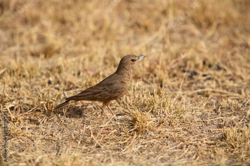 Canvas Print Rufus tailed lark, Ammomanes phoenicurus, at Rann of Kuchh, Gujrat, India