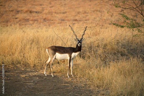 A Male Black Buck, Antelope cervicapra at Velavadar sanctuary, Gujrat, India.