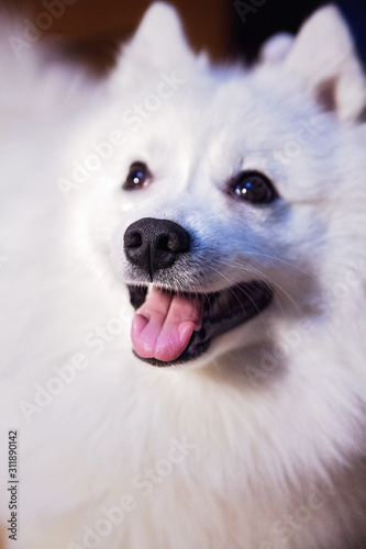 White Japanese Pomeranian - muzzle close-up