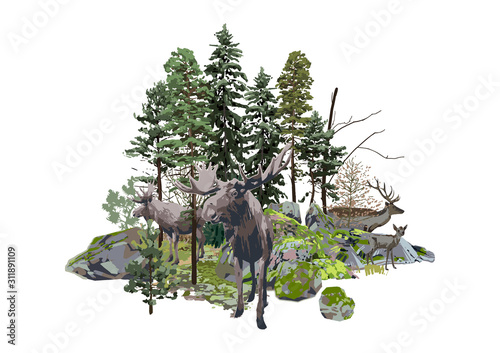 Moose and reindeers walking among the coniferous trees and the rocks  covered with the green moss.