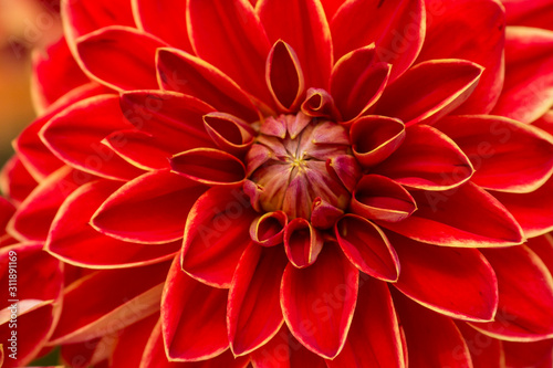 Close-up of a Dahlia Flower. View to blooming Dahlia Flowers in the Summertime. Flowering Dahlias and Ornamental Flowers © Ingus Evertovskis