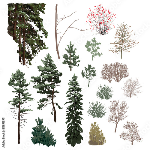 Collection of coniferous trees of different hights isolated on white background