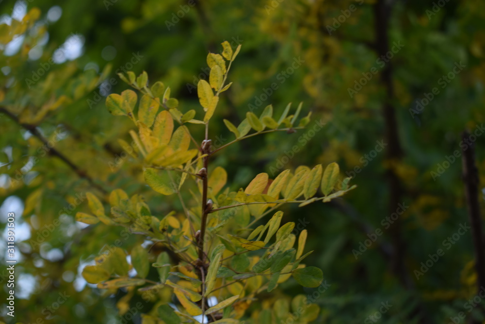 green leaves of tree green leaves of tree