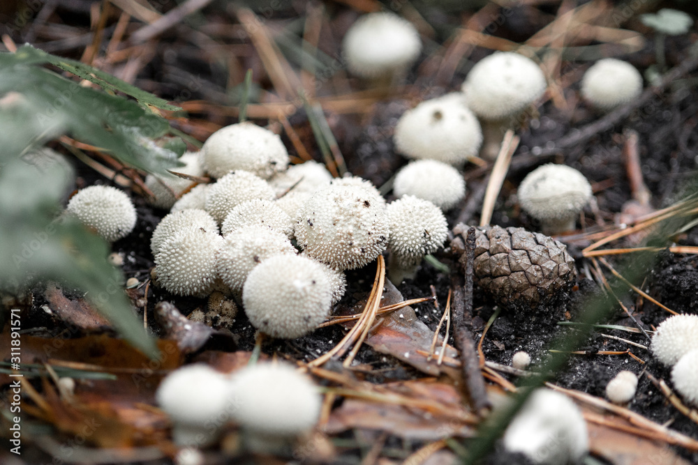 Mushrooms Lycoperdon perlatum (common puffball, warted puffball) in a pine forest close-up, macro shot, blurred background Mushrooms Lycoperdon perlatum (common puffball, warted puffball) in a pine forest close-up, macro shot, blurred background