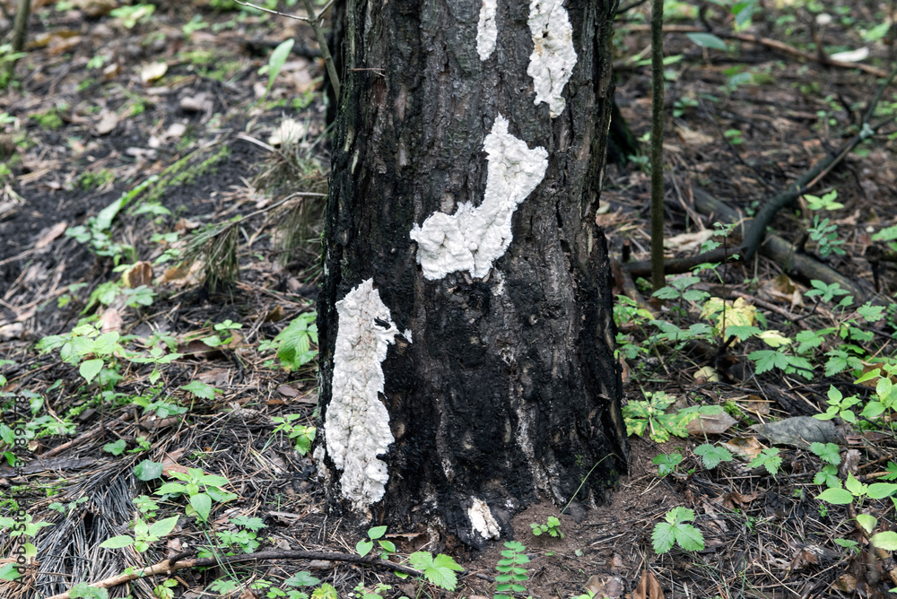 A close-up of a white lichen growing on the bark of a tree trunk in a forest A close-up of a white lichen growing on the bark of a tree trunk in a forest